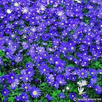 Anemonoides (Anemone) blanda 'Blue Shades' Photo: 